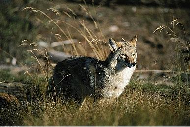 《三国志8重制版》Steam褒贬不一：价格虚高 内容不符预期